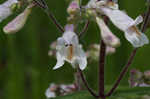 Eastern gray beardstongue